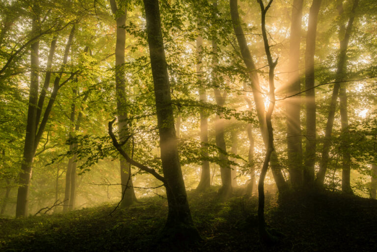 Nebel fotografieren: Tipps für außergewöhnliche Fotos