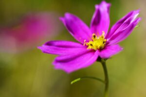 La floraison d'une fleur en gros plan